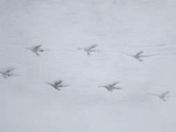 bird&#039;s footprints on the snow