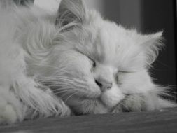 Cat Snuggle Sleep