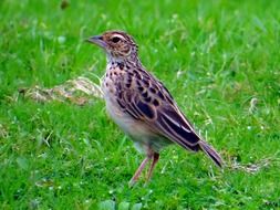 bird on green grass in karnataka