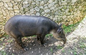 tapir like a pig