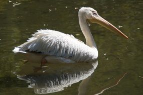 Pelikan Portrait