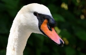 white swan head against green trees