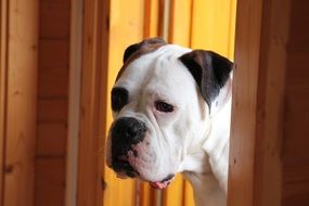 Bulldog at home