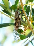 Cicada in the summer