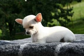 cute white chihuahua puppy