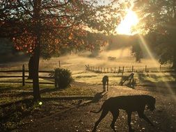 dog in the sun at sunrise