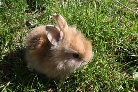 wonderful Dwarf Rabbit