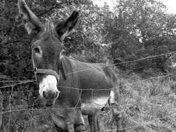 black and white photo of cute donkey