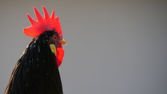black rooster with red scallop close-up
