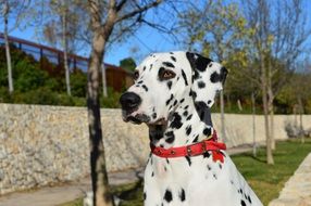 Portrait of the beautiful black and white Dalmatian dog