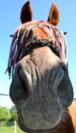 portrait of a saddle horse