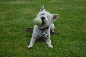 white dog playing with a ball on the meadow