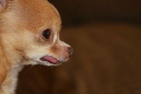 portrait of Tiny Chihuahua dog