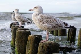 seagulls perched on piles in the Baltic Sea