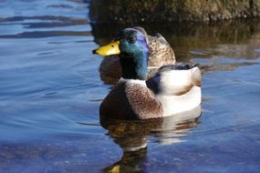 blue-headed duck in water