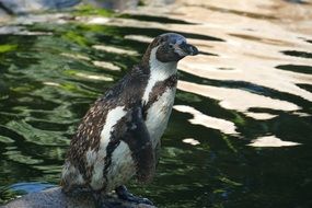 penguin is a water bird