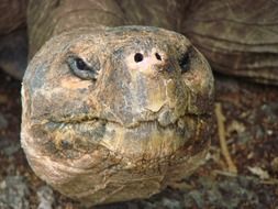 Tortoise Giant Old