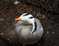 portrait of domestic barnacle goose in the wild