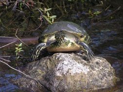 cute lovely Turtle