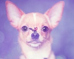 portrait of cute lovely Chihuahua dog