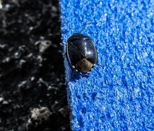 black beetle on a blue surface