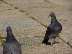 pigeons stand on the path