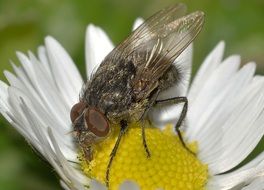 fly on white daisy