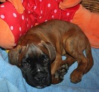 puppy lies on a sofa