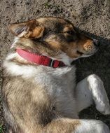 pet dog with a red collar