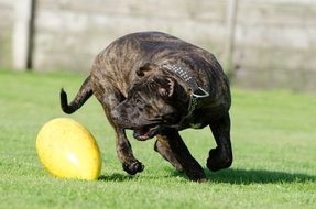 dog playing with a ball on green grass