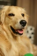 pleasing Dog Gold