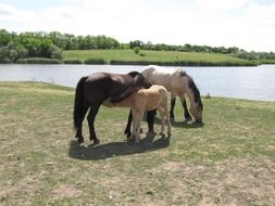 horses in the farm