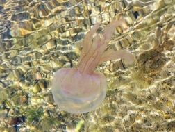 Water Jellyfish