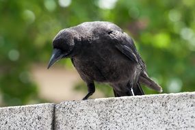 crow on a stone fence