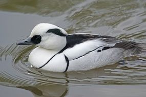 Dwarf Sawyer, swimming Bird