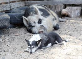 sleeping dog and boar