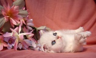 the kitten lies near the flowers on the couch