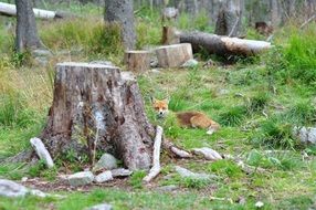 red Fox lays down on grass behind tree stump