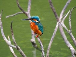 The Male Bird