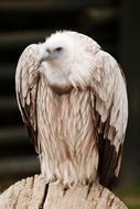 portrait of a wild vulture