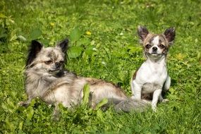 chihuahua dogs on the meadow