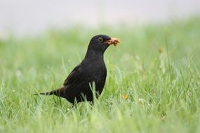 cute lovely Kos Bird