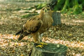 bird of prey sitting on a stump