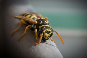 wasp in macro