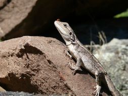 Lizard is on the stone close-up on a blurred background
