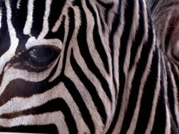 Head of the zebra