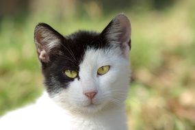 black and white green-eyed cute cat