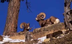 Beautiful bighorns in wildlife