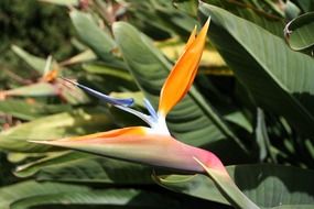 bird of paradise flower in canary islands