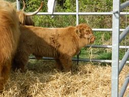 Highland Cow Scotland